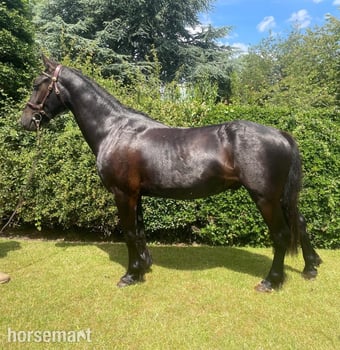 "Davyd" Black Gelding All Rounder