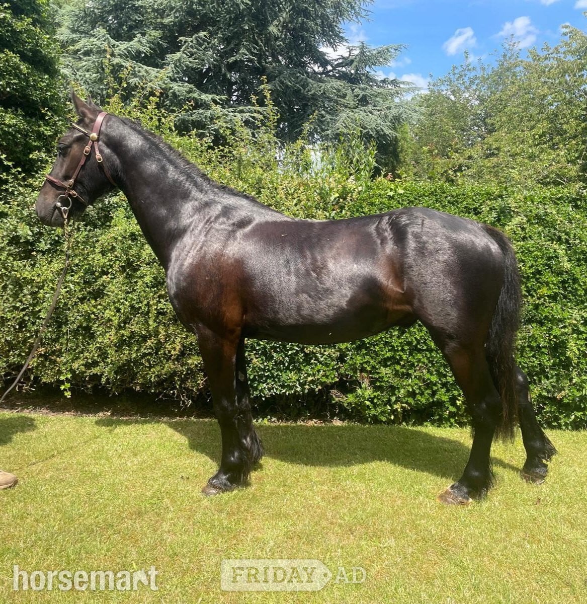 "Davyd" Black Gelding All Rounder in Beverley