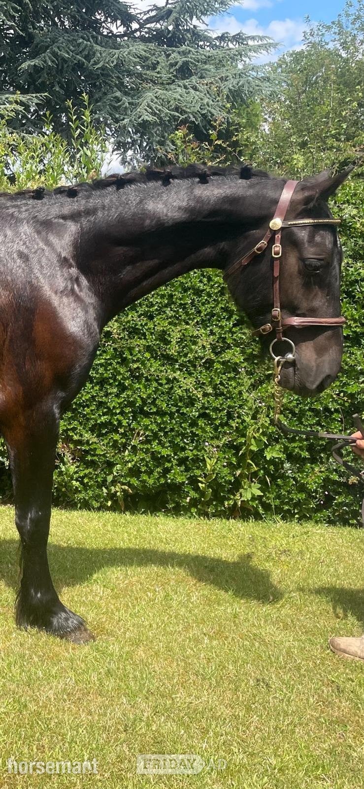 "Davyd" Black Gelding All Rounder