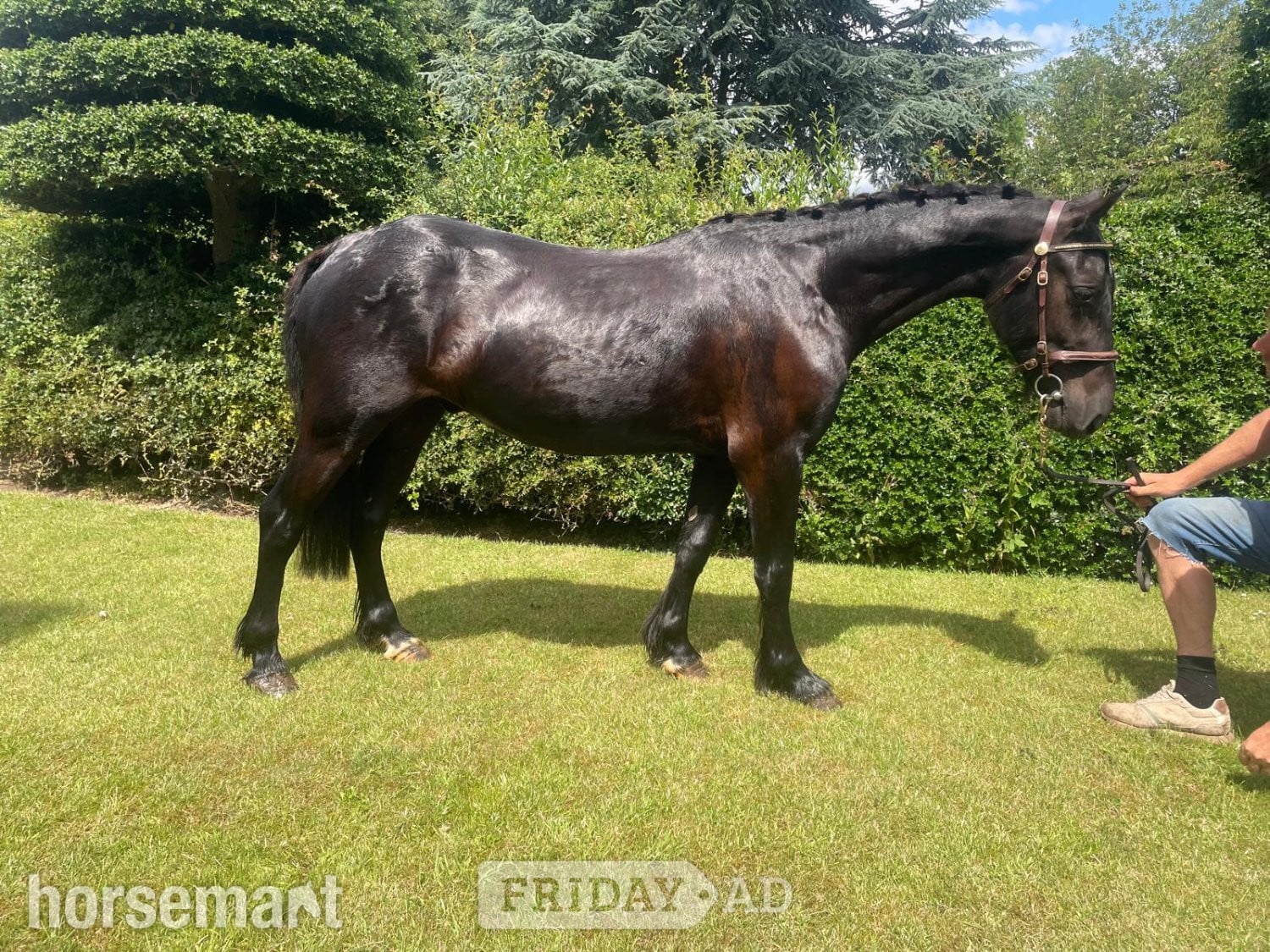 Beverley "Davyd" Black Gelding All Rounder