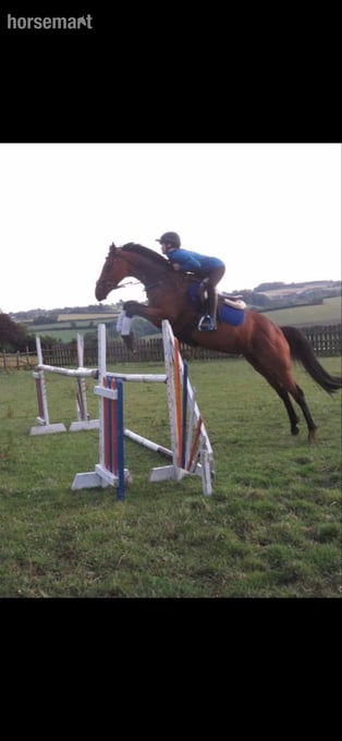 "Deja bougg " Bay Mare Ex Racehorse