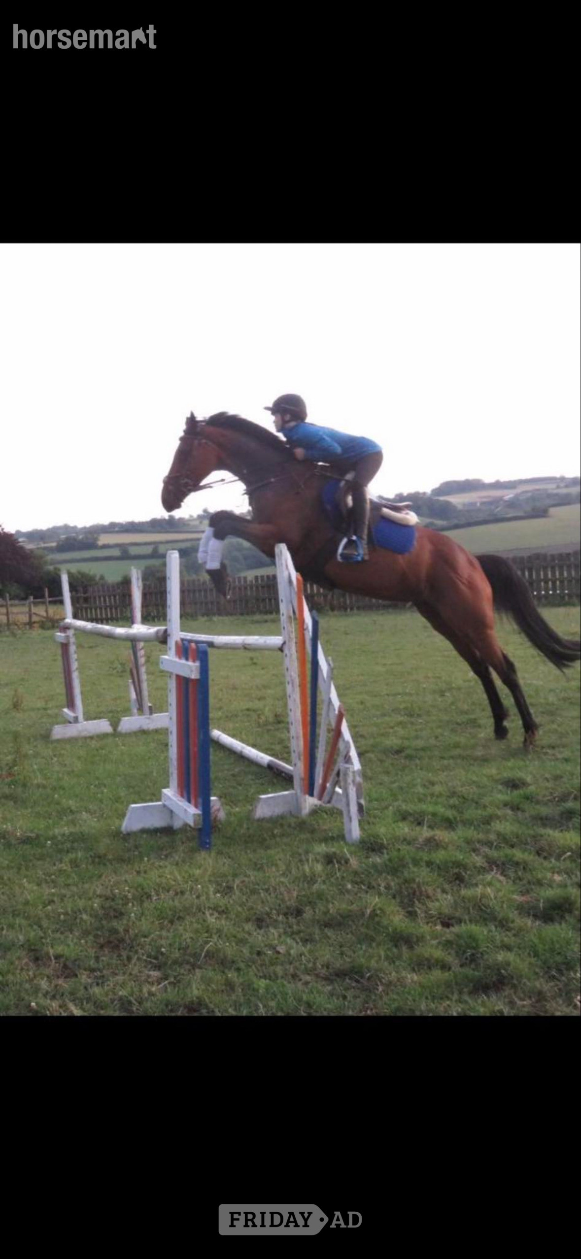 "Deja bougg " Bay Mare Ex Racehorse in Bath