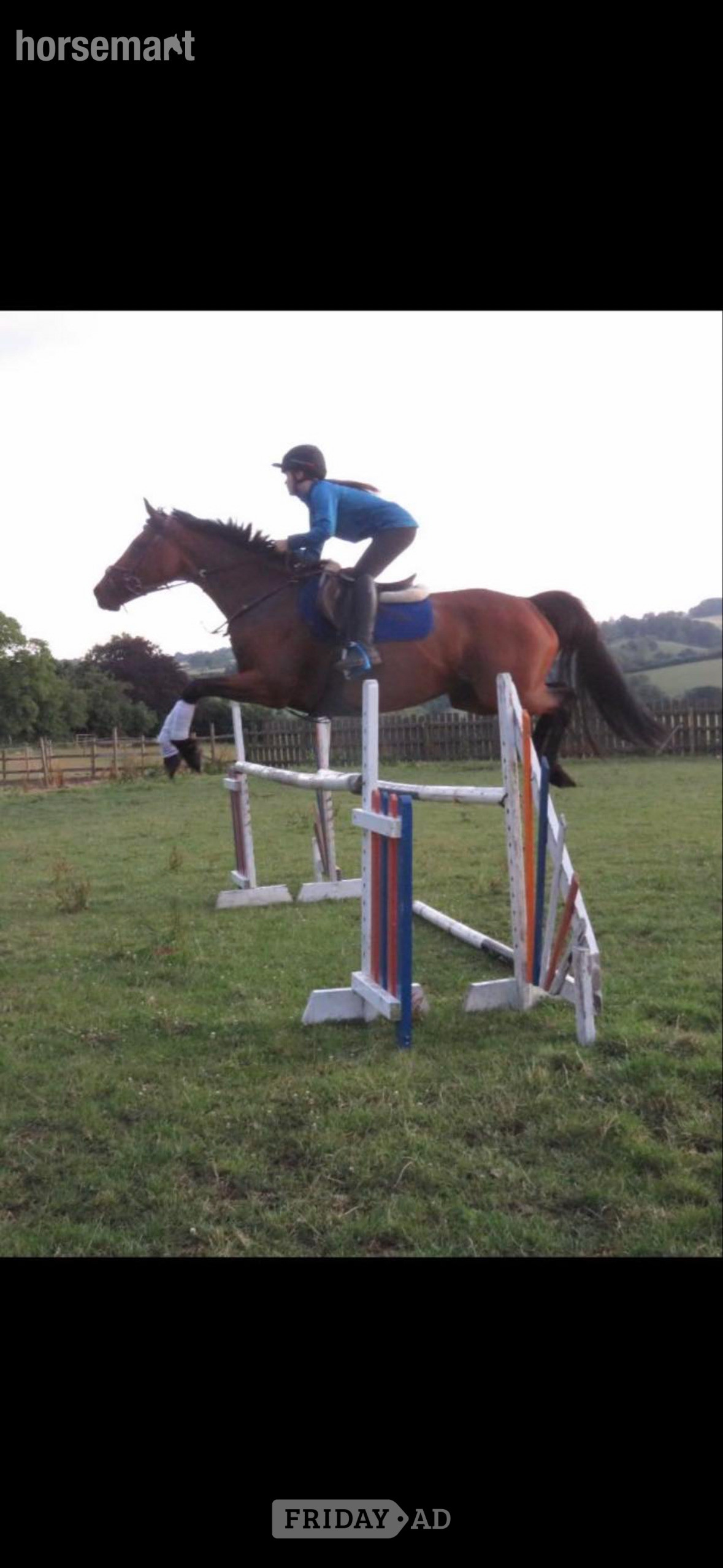 "Deja bougg " Bay Mare Ex Racehorse