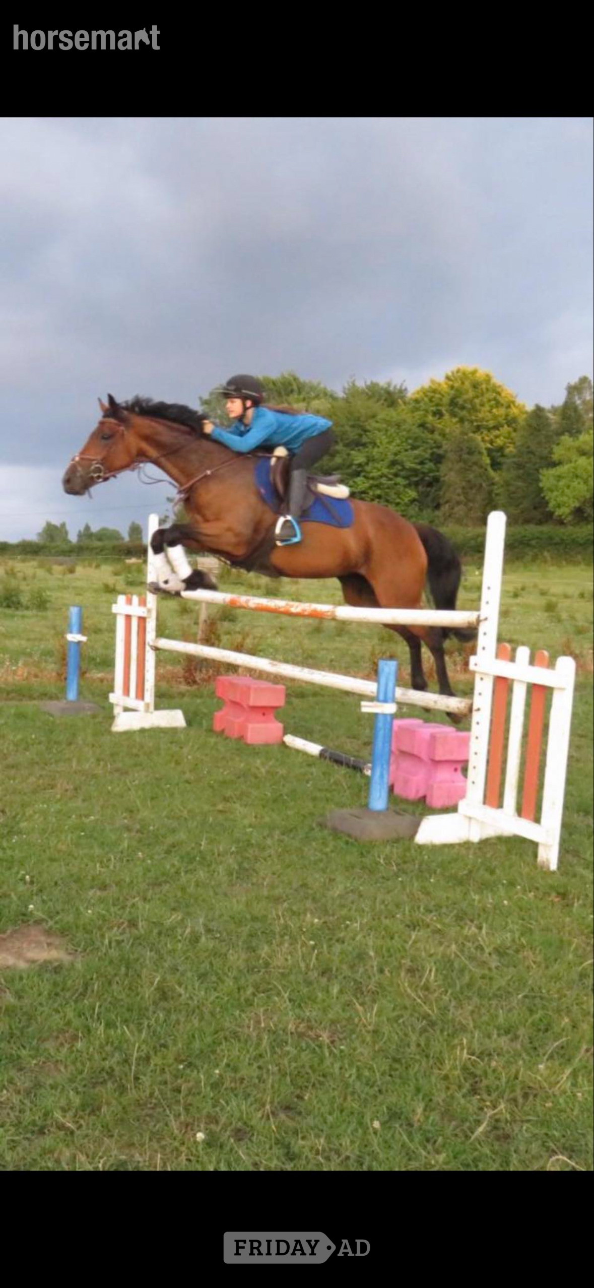 "Deja bougg " Bay Mare Ex Racehorse - Horses in Bath