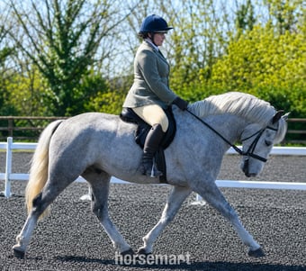 "Blue" Dapple Grey Gelding Cob/Heavy Horse