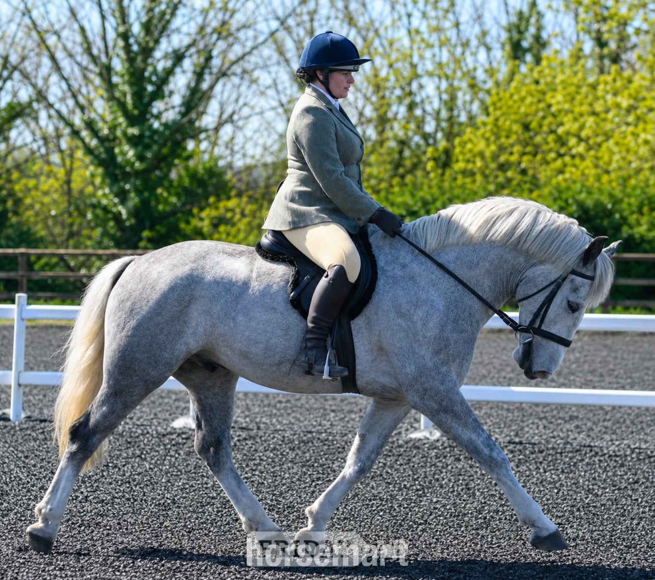 "Blue" Dapple Grey Gelding Cob/Heavy Horse in Bridport