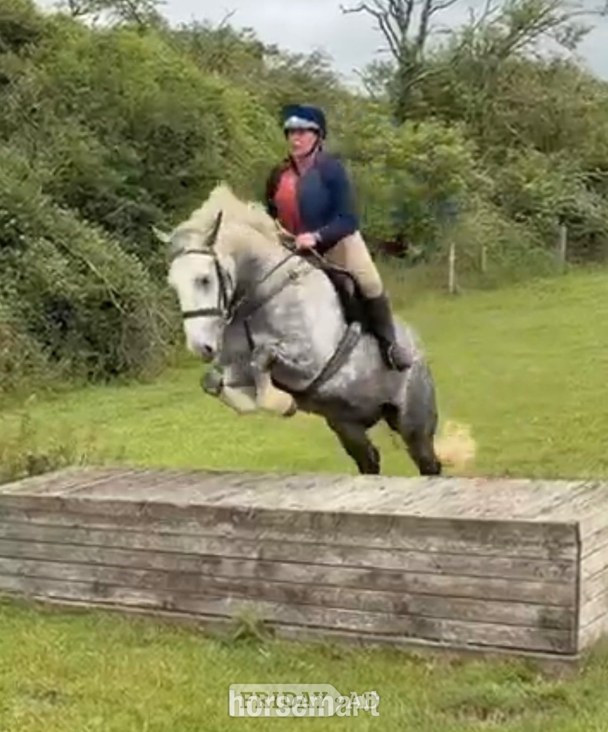 "Blue" Dapple Grey Gelding Cob/Heavy Horse