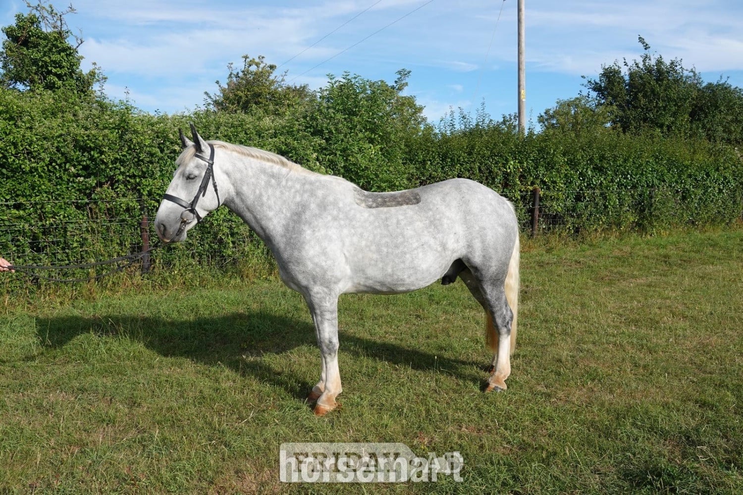 Bridport "Blue" Dapple Grey Gelding Cob/Heavy Horse