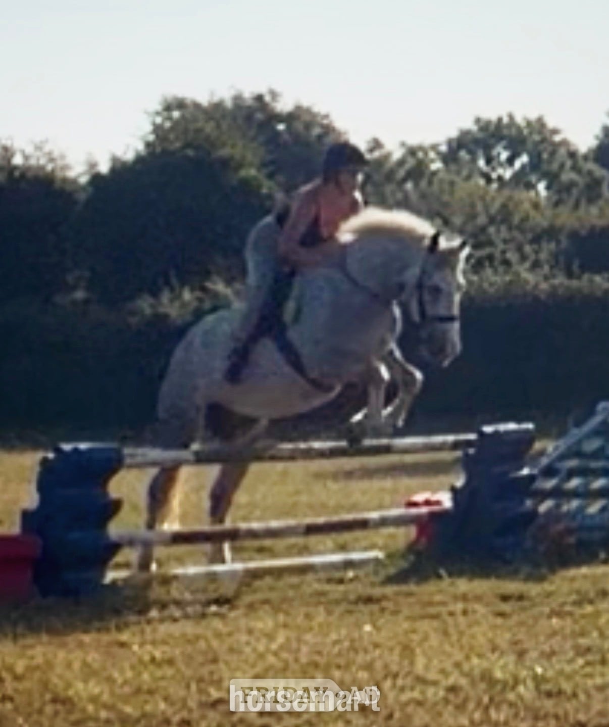 "Blue" Dapple Grey Gelding Cob/Heavy Horse - Horses in Bridport