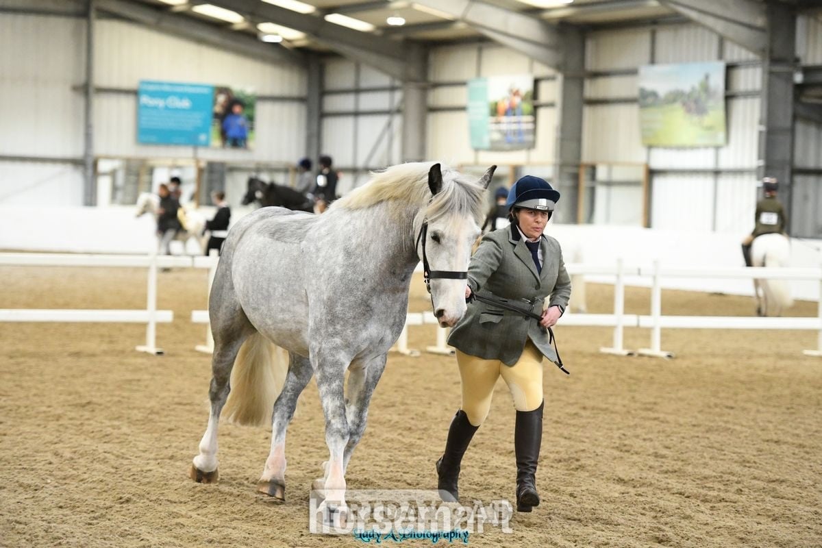 "Blue" Dapple Grey Gelding Cob/Heavy Horse - Horses