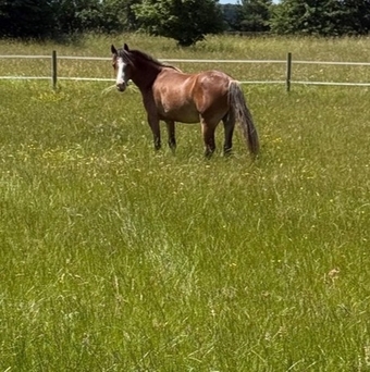 "Menai request"  Gelding All Rounder