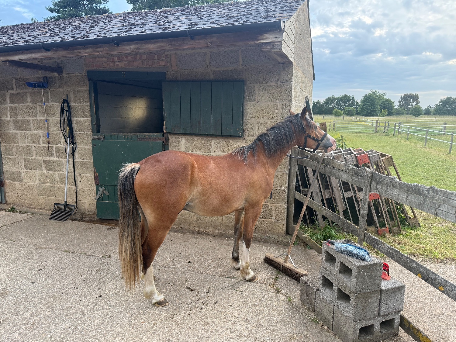 "Menai request"  Gelding All Rounder