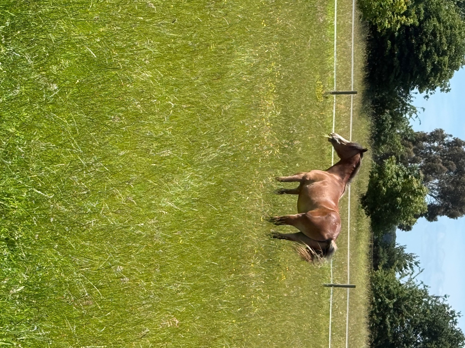Tewkesbury "Menai request"  Gelding All Rounder