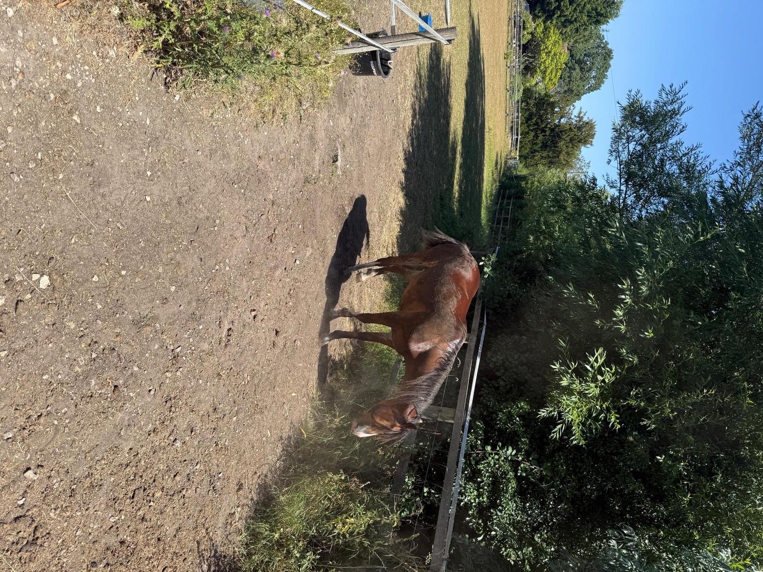 "Menai request"  Gelding All Rounder - Horses in Tewkesbury