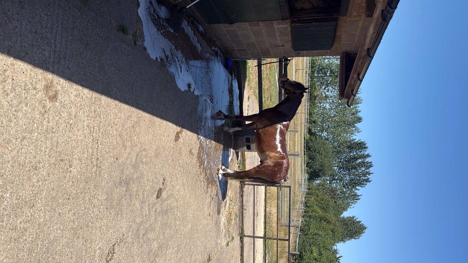 "Menai request"  Gelding All Rounder - Horses
