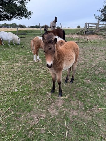"Antonio of Ravensidefarm" Bay Colt All Rounder