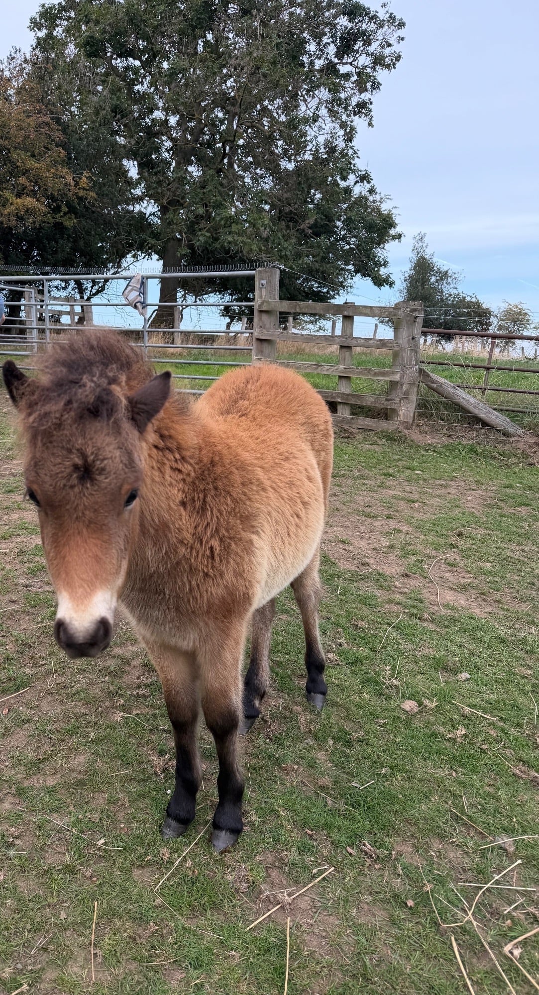 "Antonio of Ravensidefarm" Bay Colt All Rounder