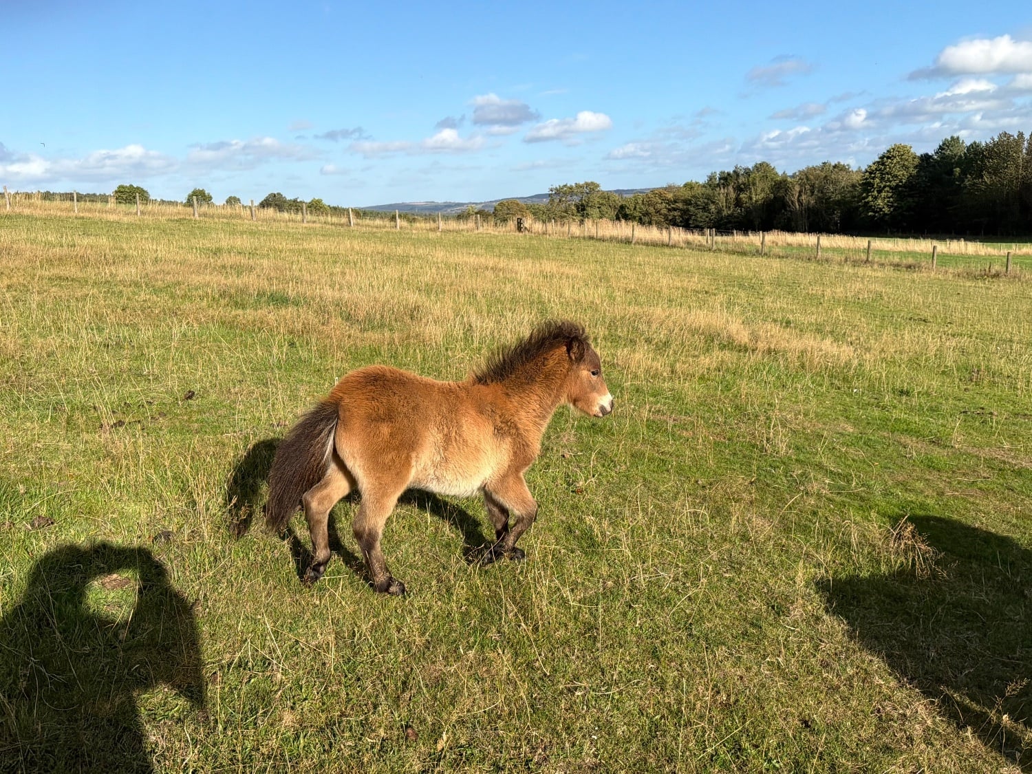 Hedley on the Hill "Antonio of Ravensidefarm" Bay Colt All Rounder