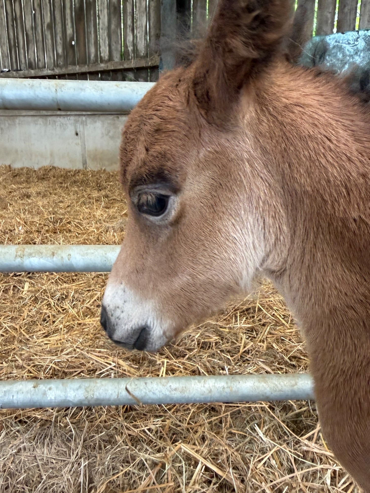 "Antonio of Ravensidefarm" Bay Colt All Rounder -  in Hedley on the Hill