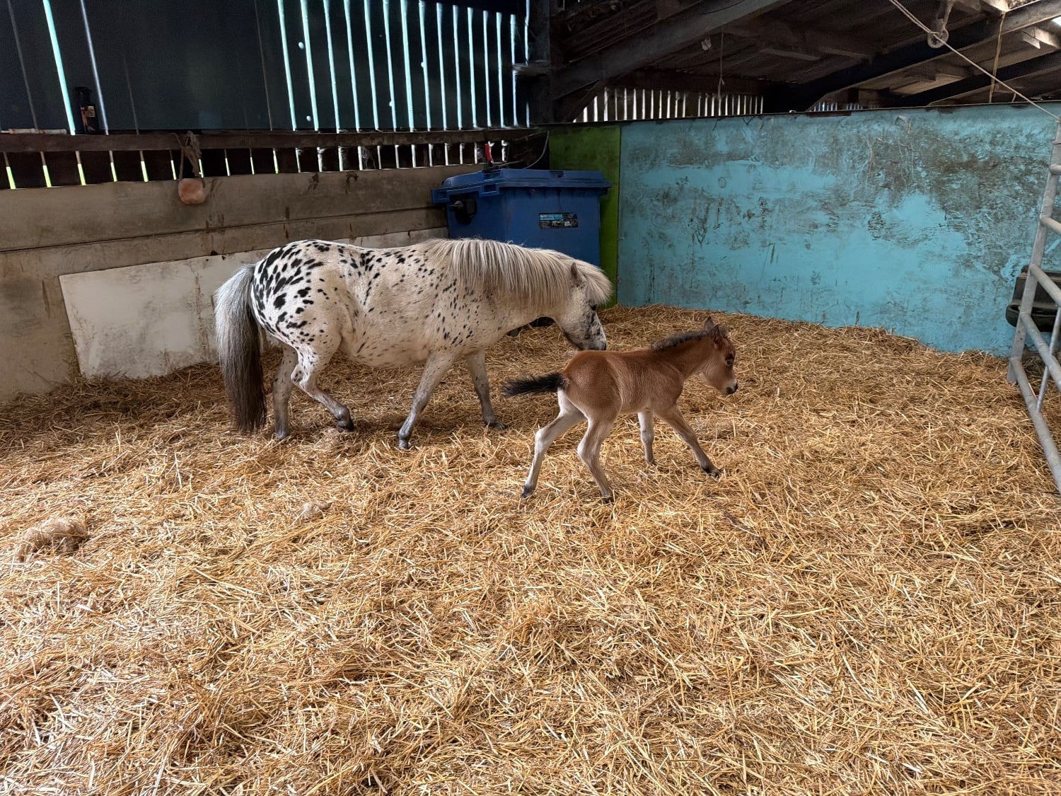"Antonio of Ravensidefarm" Bay Colt All Rounder - 