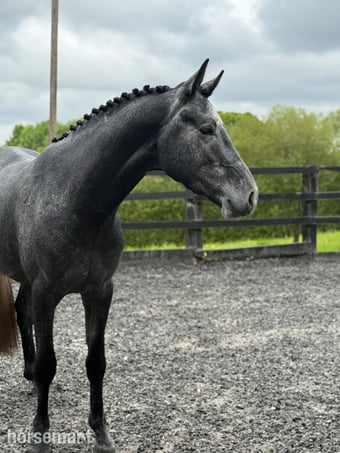 "Disarono" Steel Grey Colt Show Jumper