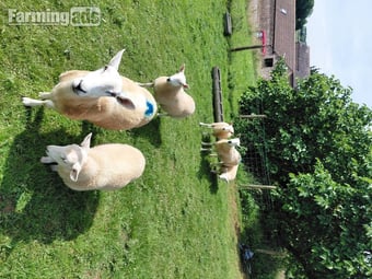 Ive got 3 beautiful Welsh mule / Texel ewe lambs 