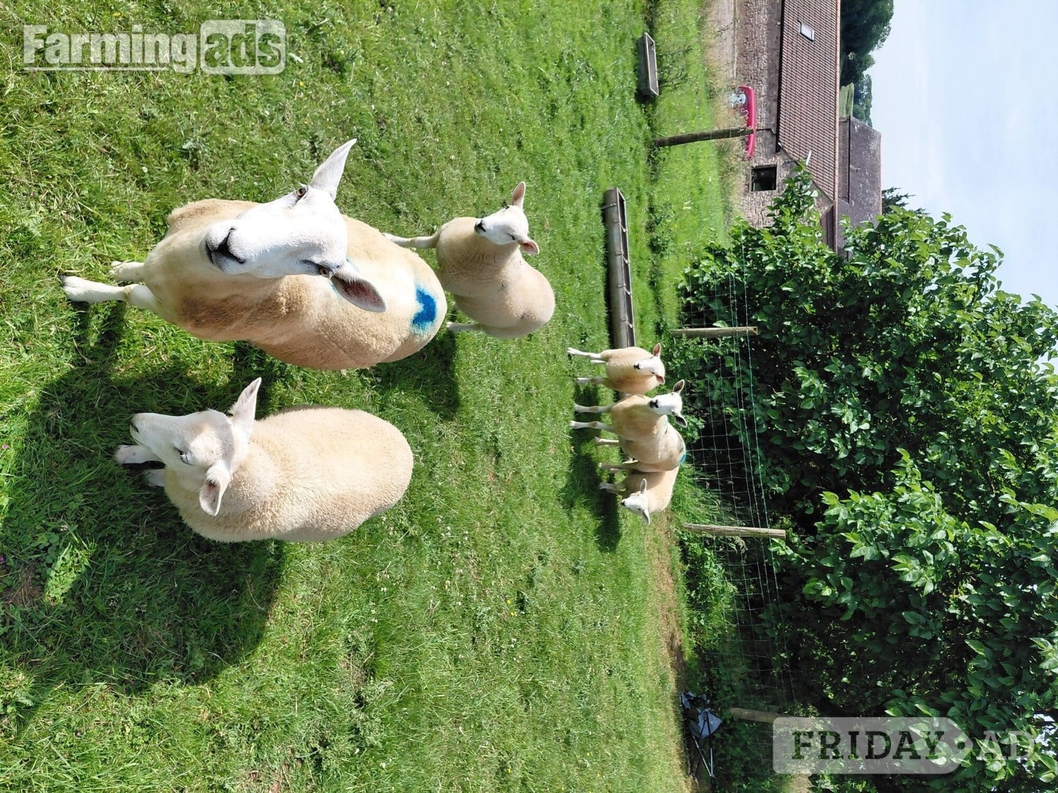 Ive got 3 beautiful Welsh mule / Texel ewe lambs  in Caerleon