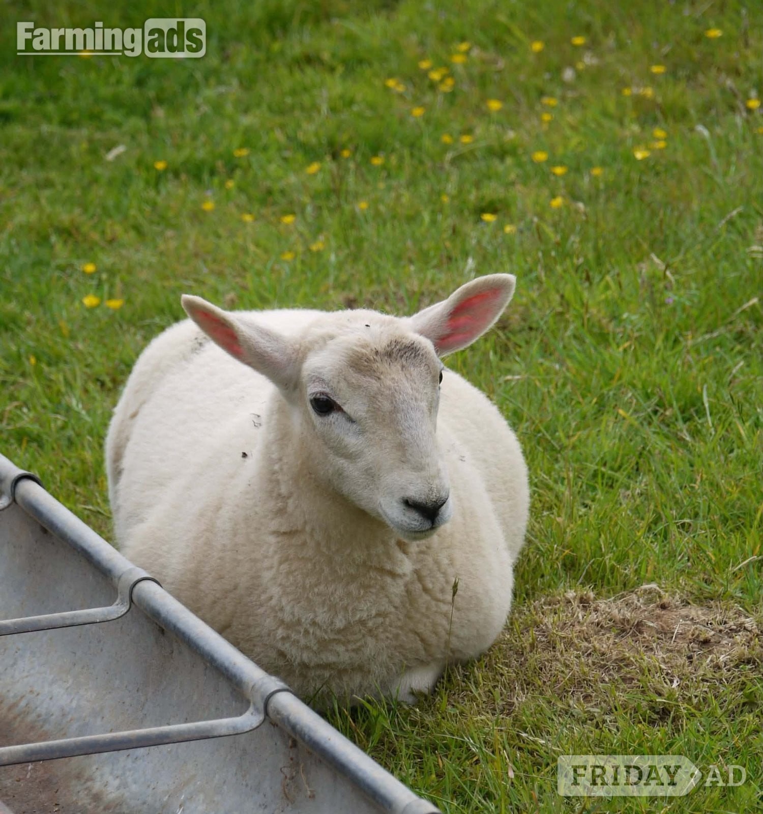 Caerleon Ive got 3 beautiful Welsh mule / Texel ewe lambs 