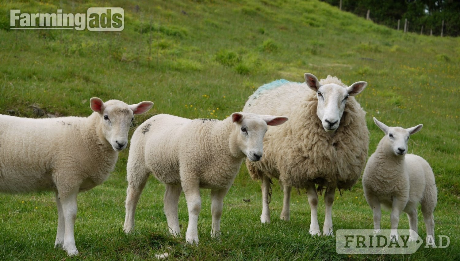 Ive got 3 beautiful Welsh mule / Texel ewe lambs  - Livestock