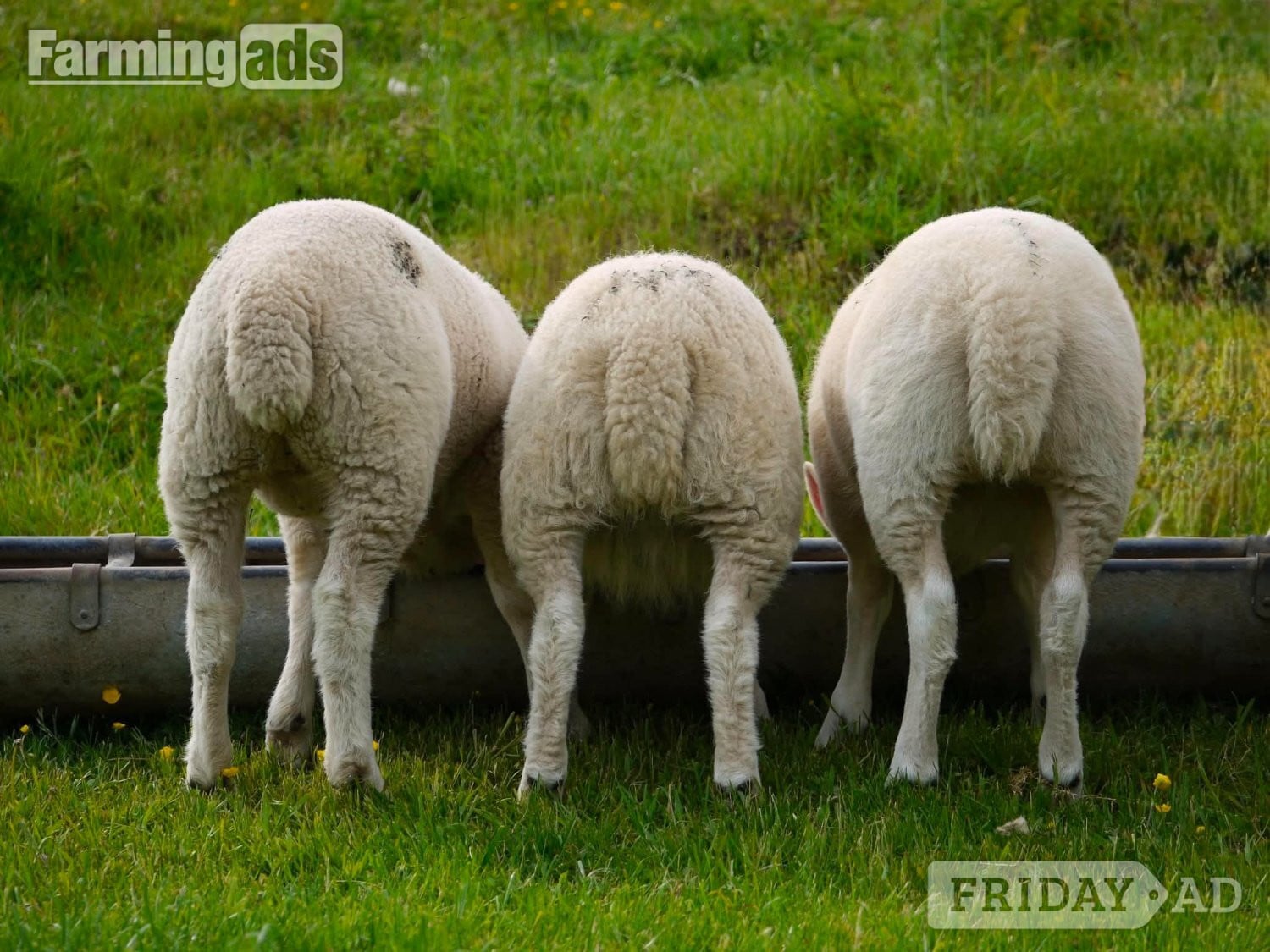 Ive got 3 beautiful Welsh mule / Texel ewe lambs  - Livestock in Caerleon