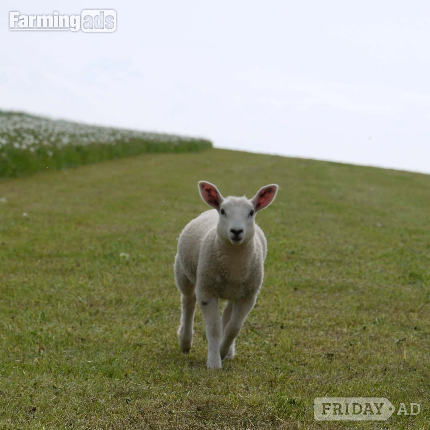 Ive got 3 beautiful Welsh mule / Texel ewe lambs 