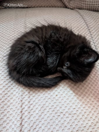 2 beautiful mixed kittens for sale