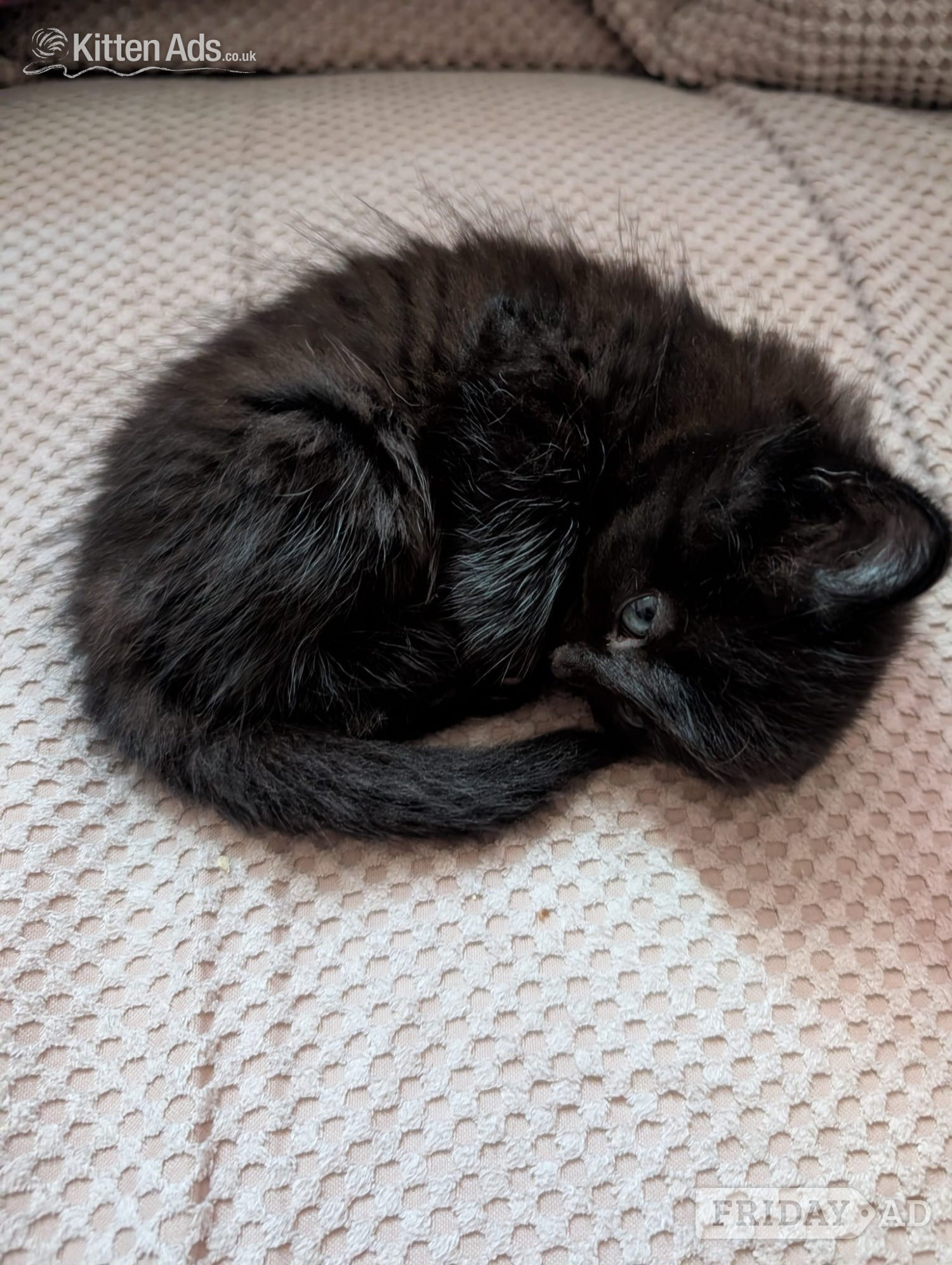 2 beautiful mixed kittens for sale in Woking