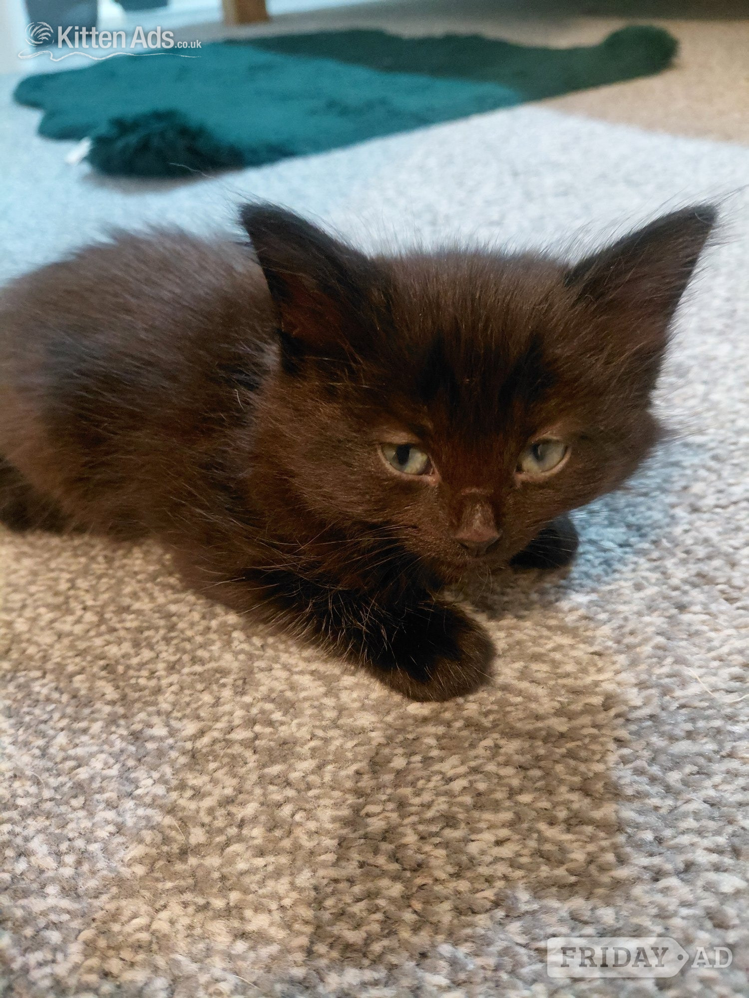 2 beautiful mixed kittens for sale