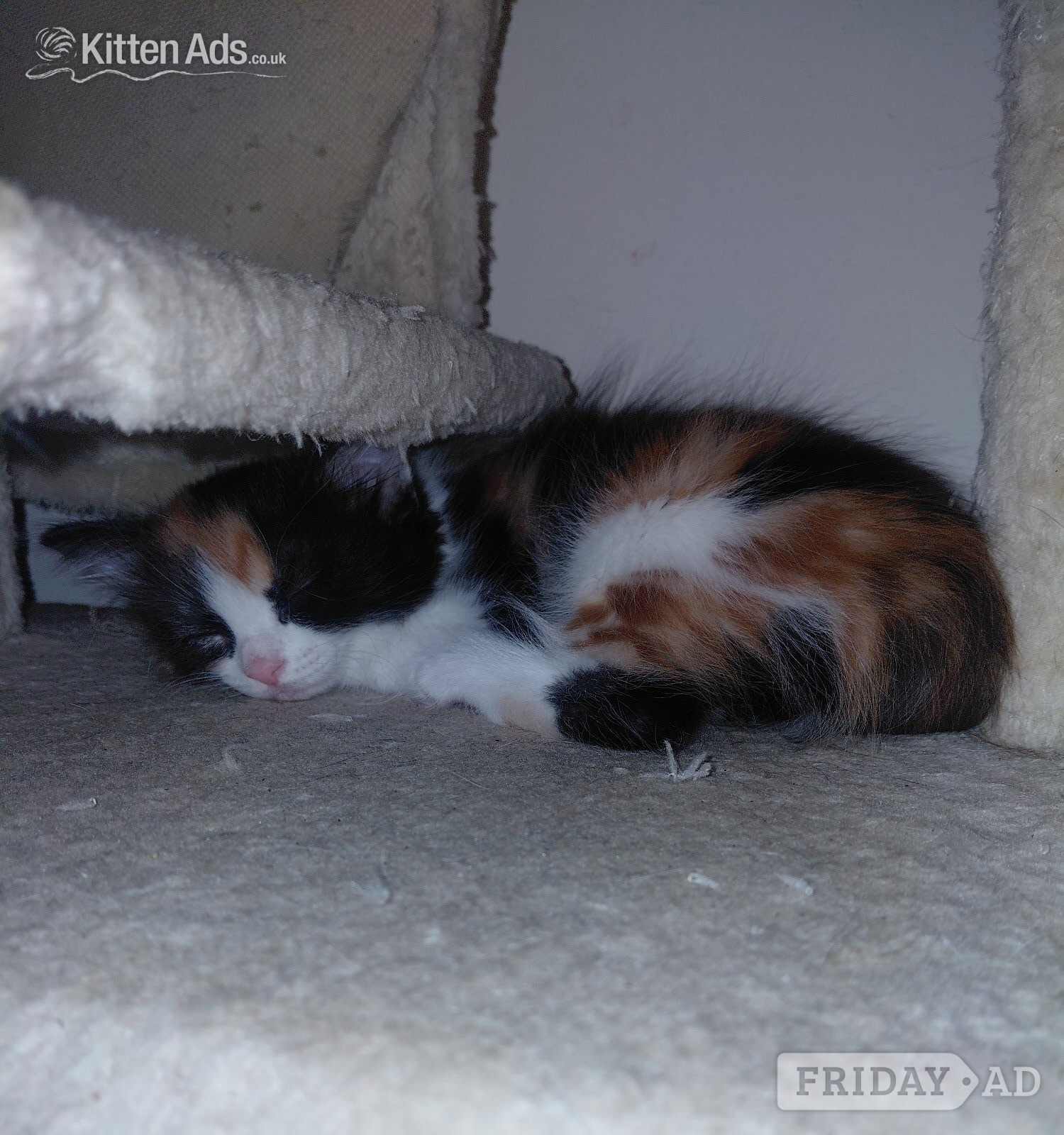 Woking 2 beautiful mixed kittens for sale