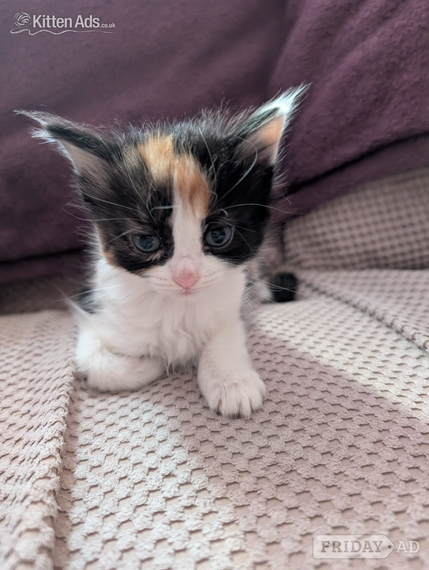 2 beautiful mixed kittens for sale - Cats & Kittens in Woking