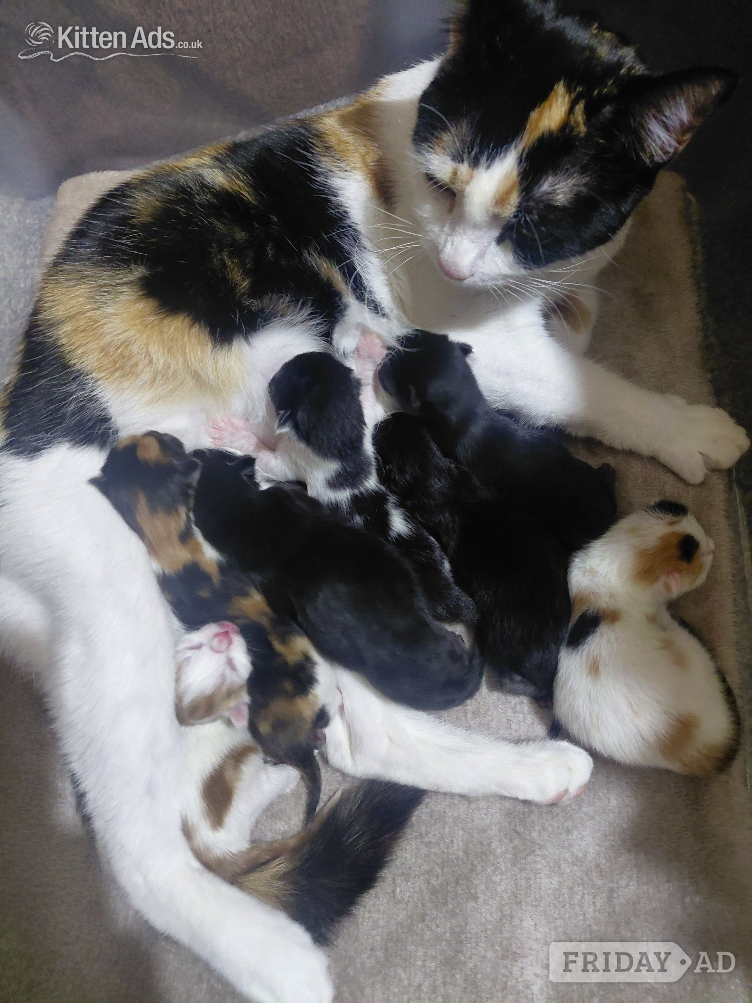 2 beautiful mixed kittens for sale - Cats & Kittens