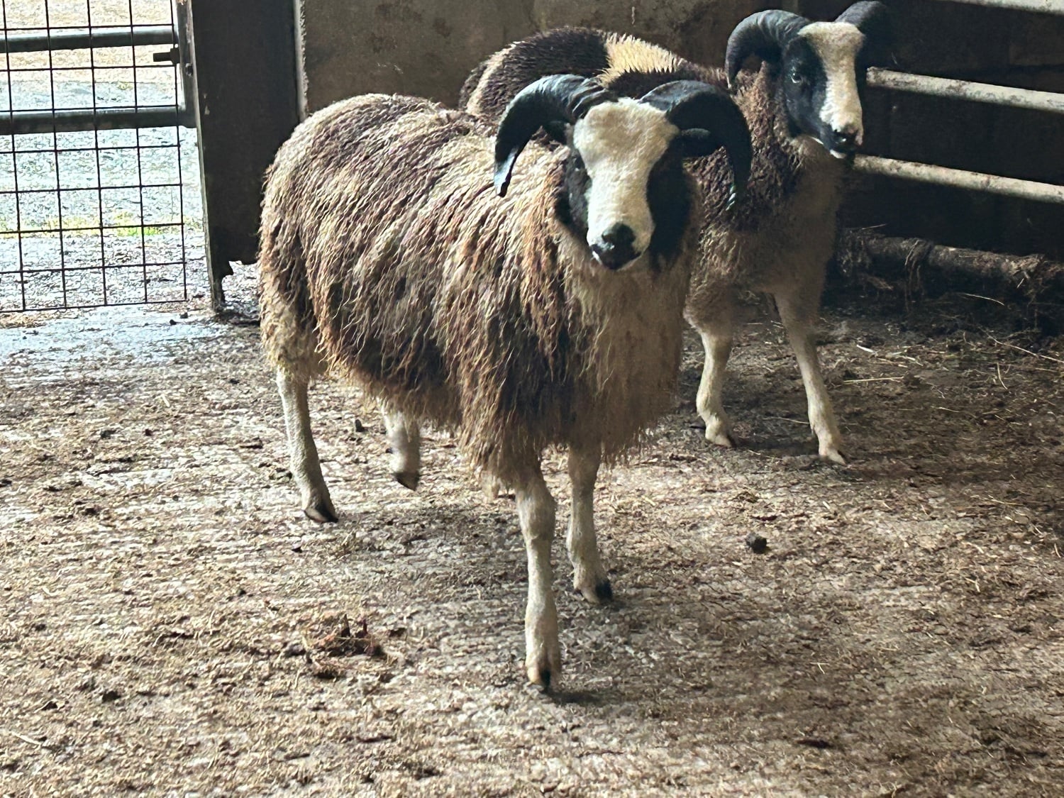 Pedigree Jacob Ram Lamb .8 months old. Heptavac vaccinated. in Oswestry
