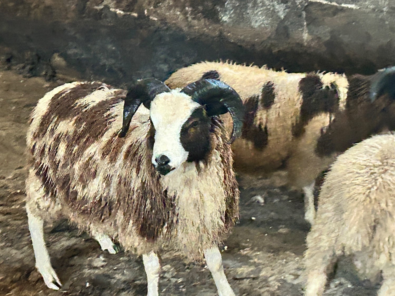 Oswestry Pedigree Jacob Ram Lamb .8 months old. Heptavac vaccinated.