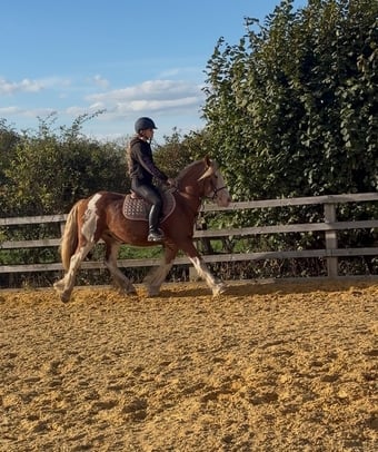 "Dell" Chestnut Gelding Cob/Heavy Horse