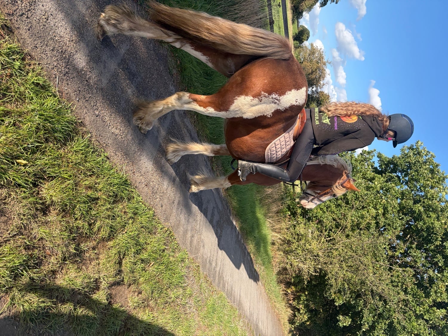 "Dell" Chestnut Gelding Cob/Heavy Horse