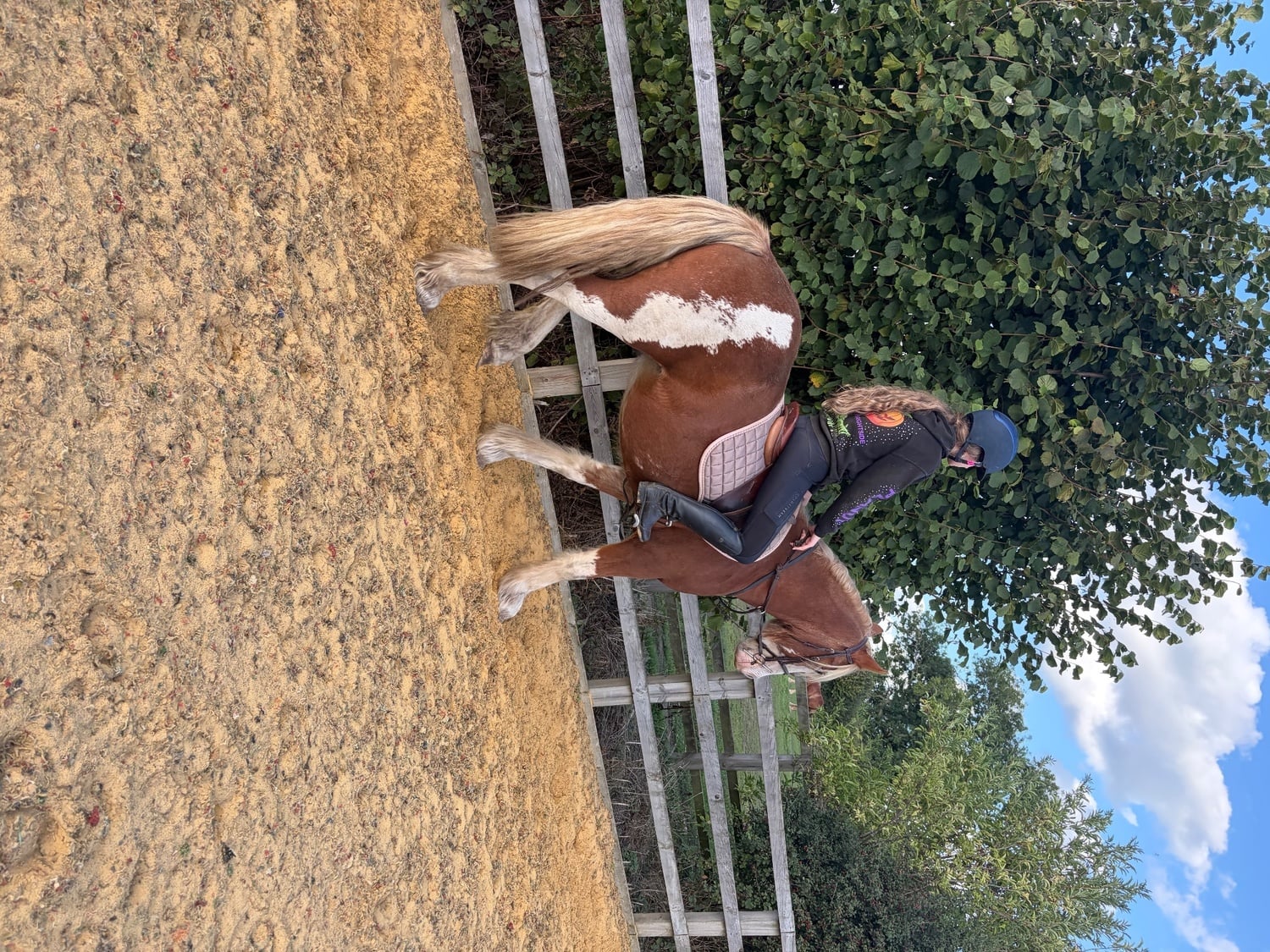 Thirsk "Dell" Chestnut Gelding Cob/Heavy Horse