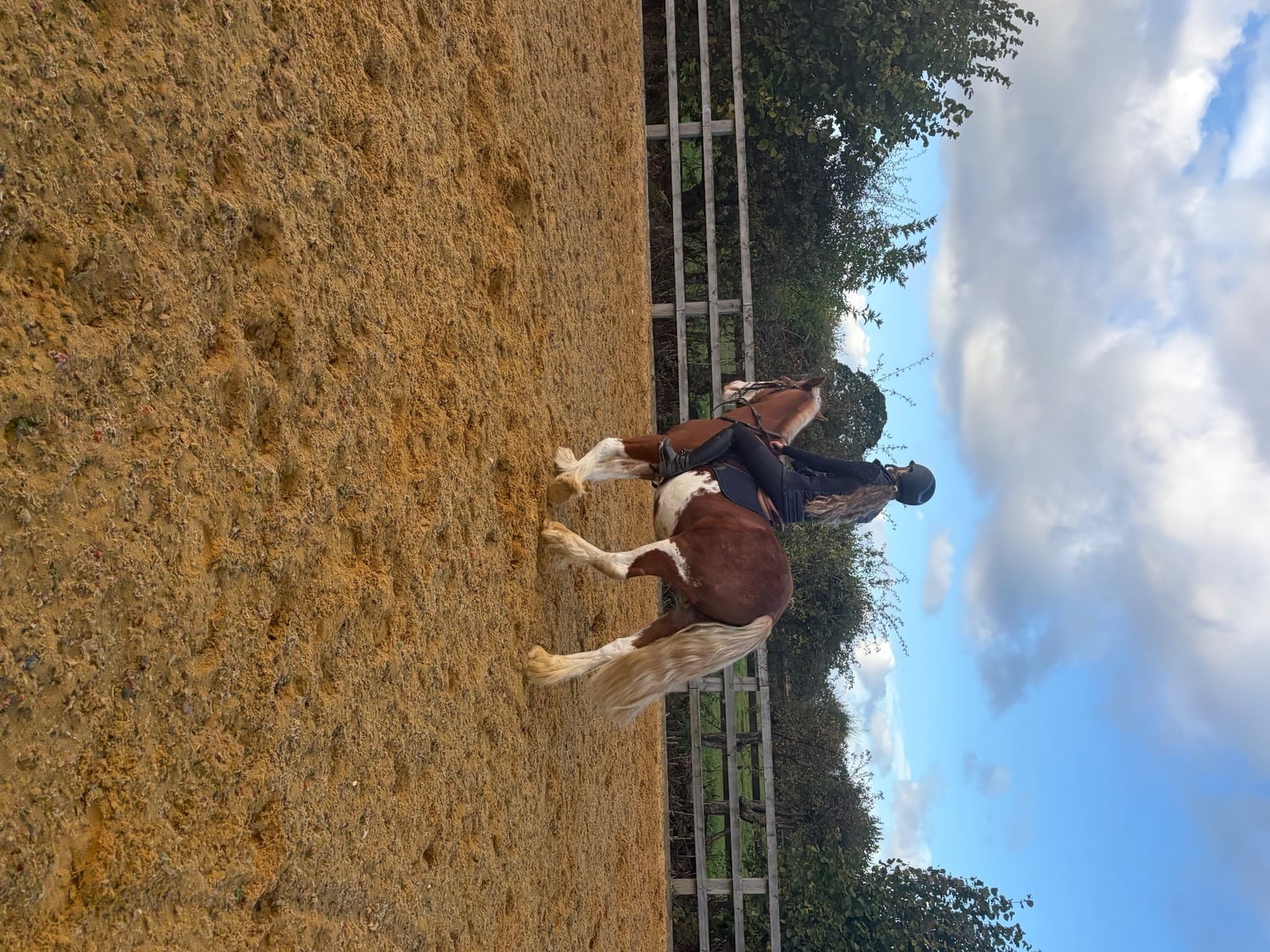 "Dell" Chestnut Gelding Cob/Heavy Horse - Horses in Thirsk