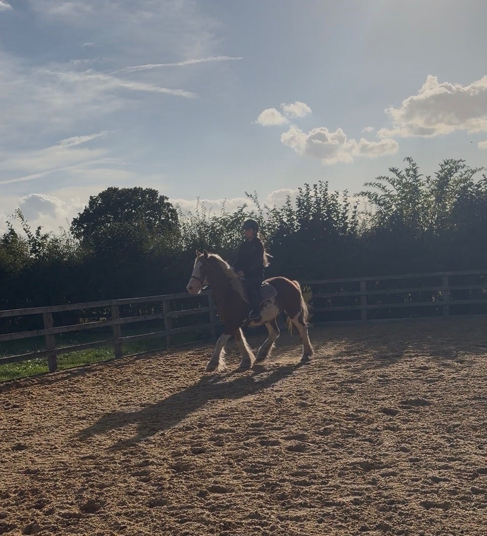 "Dell" Chestnut Gelding Cob/Heavy Horse - Horses