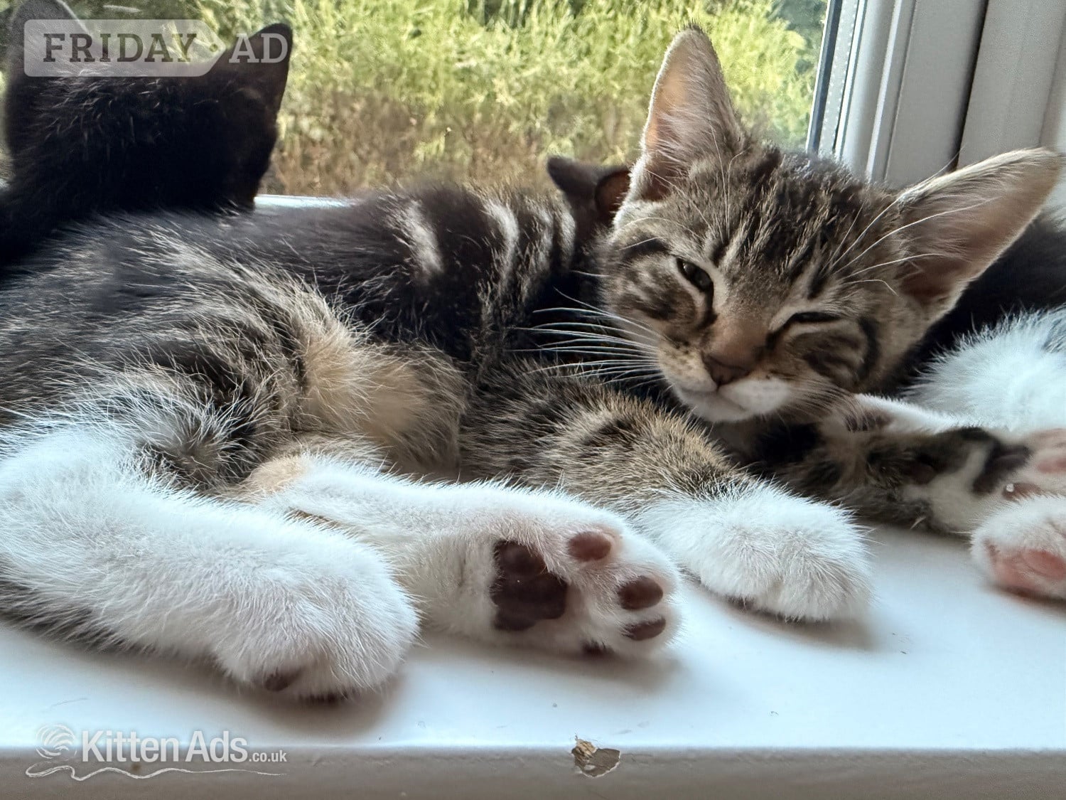 Gorgeous kittens for sale. Can be seen with mum - St.Neots  in St. Neots