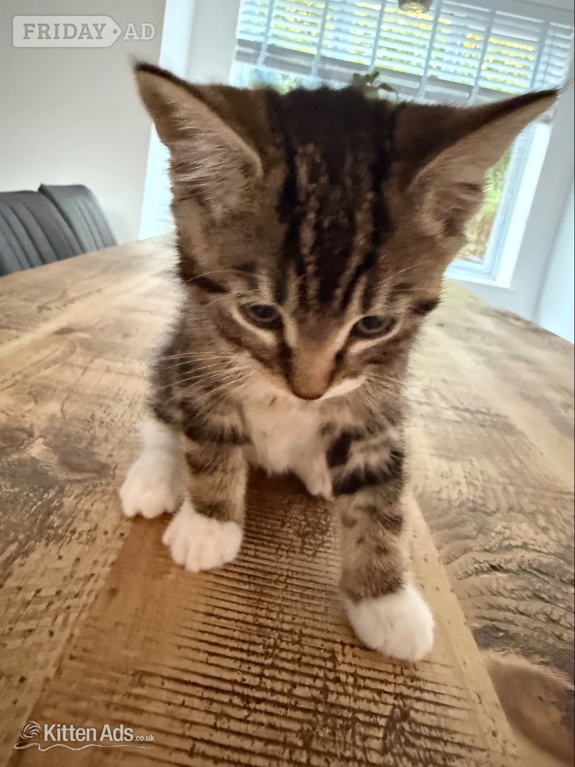 Gorgeous kittens for sale. Can be seen with mum - St.Neots 