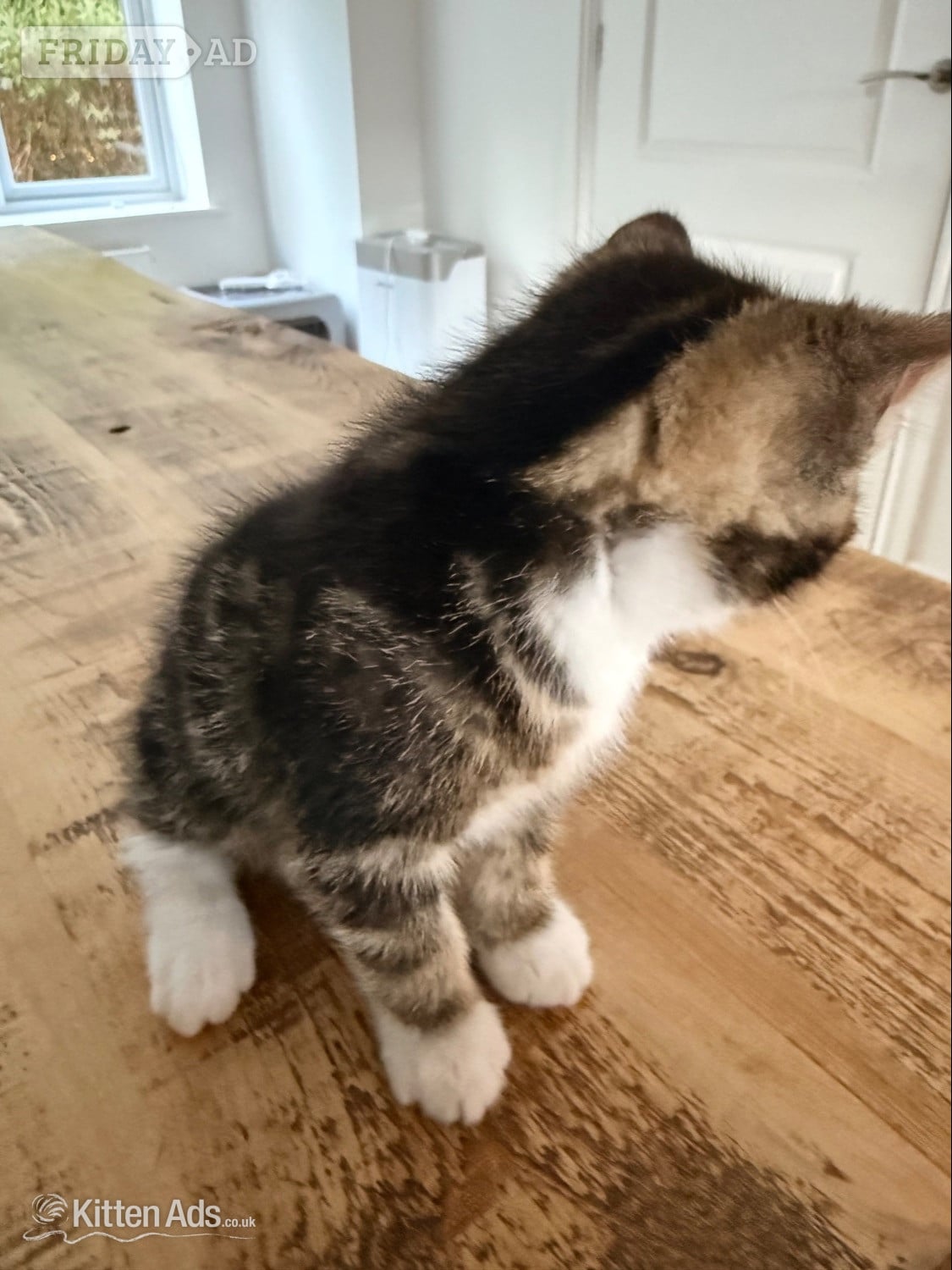 St. Neots Gorgeous kittens for sale. Can be seen with mum - St.Neots 