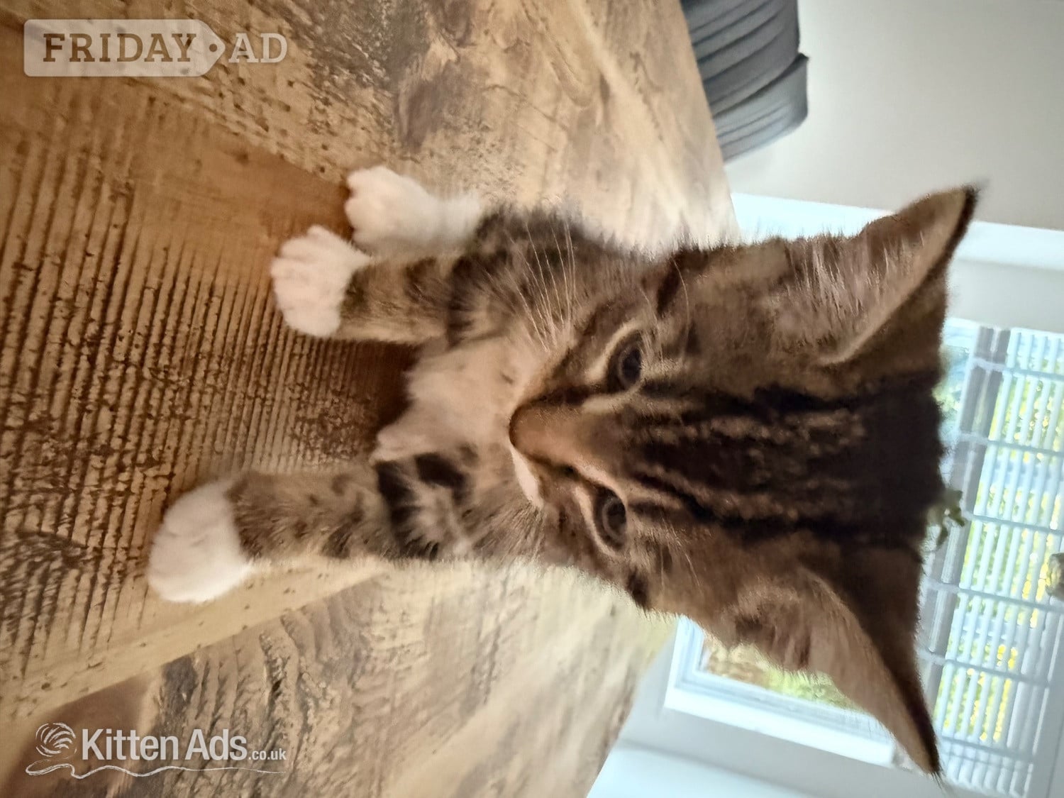 Gorgeous kittens for sale. Seen with mum - St.Neots  in St. Neots