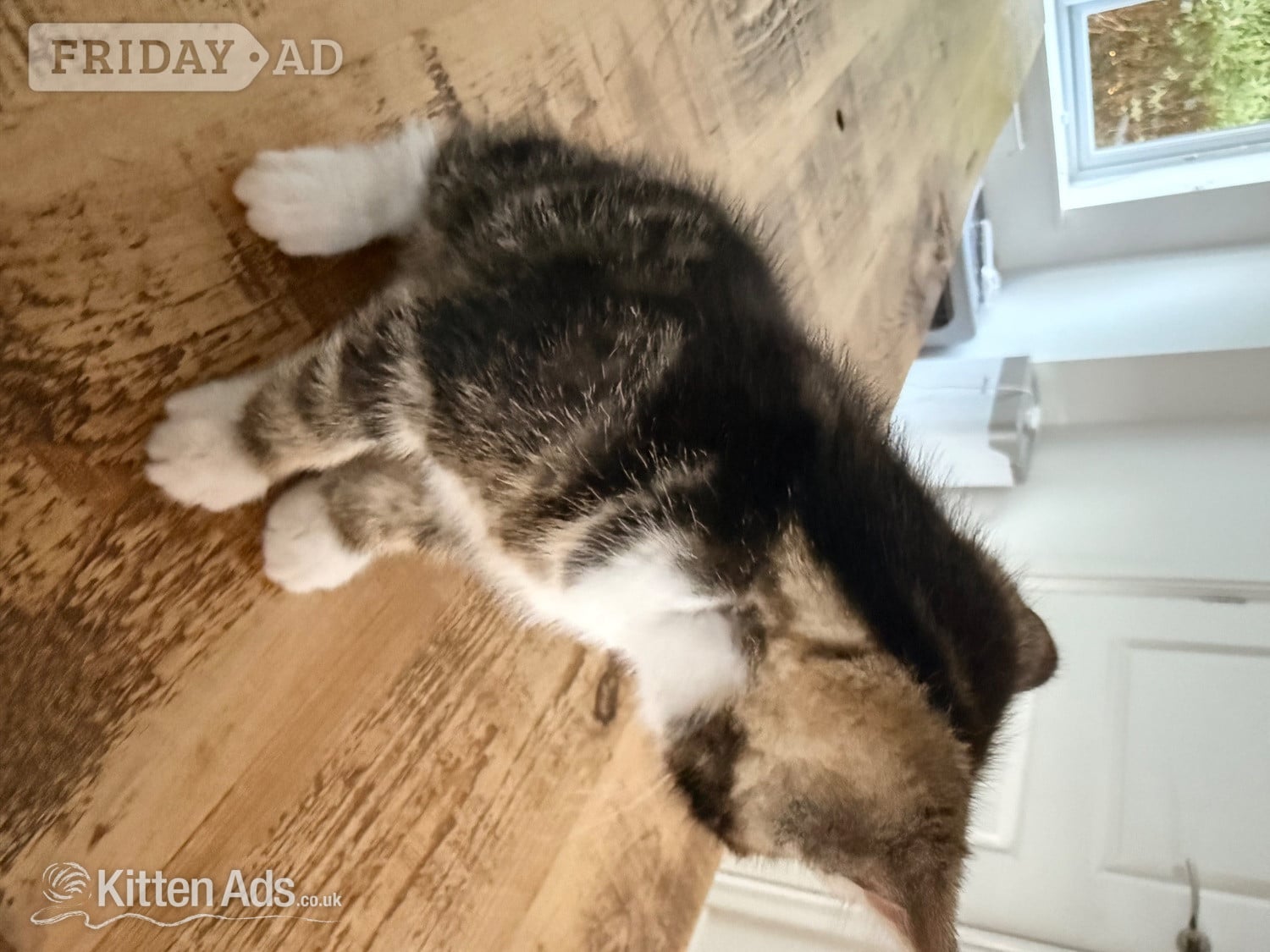 Gorgeous kittens for sale. Seen with mum - St.Neots 