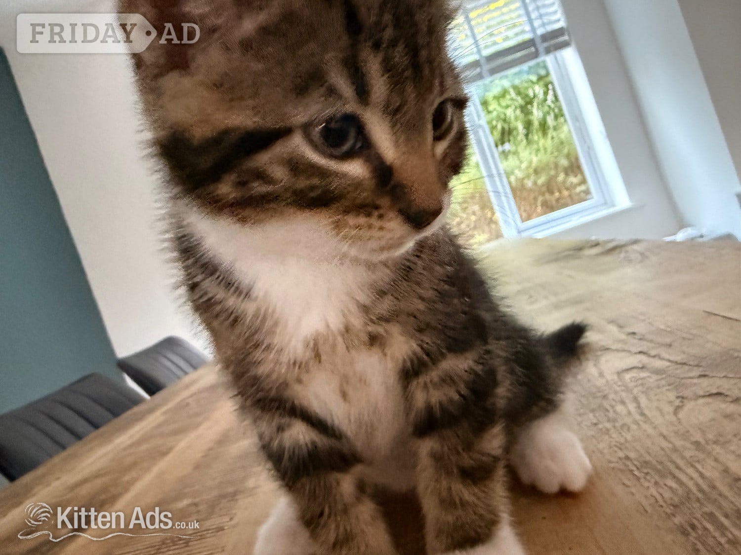 St. Neots Gorgeous kittens for sale. Seen with mum - St.Neots 